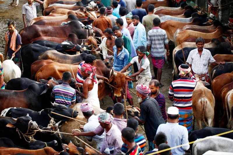 web-cattle-market-dhaka-mehedi-hasan-19-08-2018-1534708830211-1534766732794