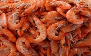 prawn-fish-1245213