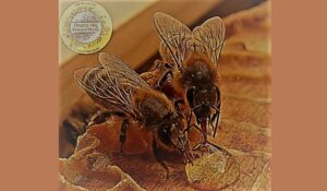 244521590_1043116209776646_7346464465319383213_n